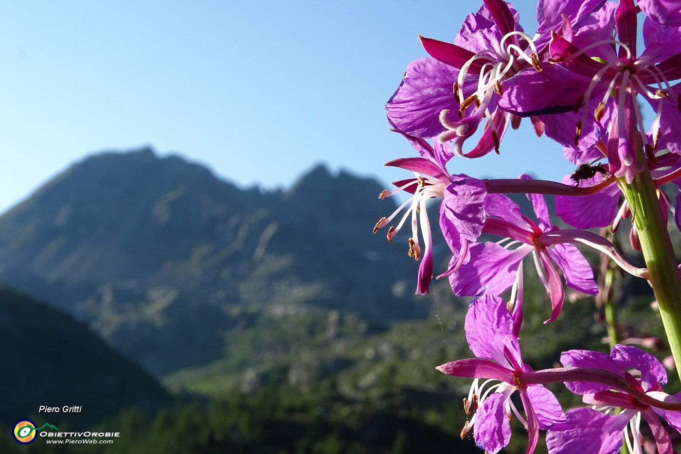 20 A fuoco il  camenerio (epilobium angustifolium) con Madonnino sfuocato.JPG